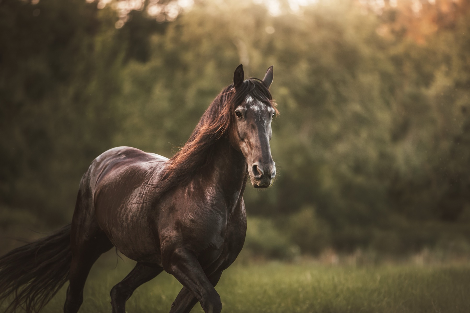 Horse running through a field