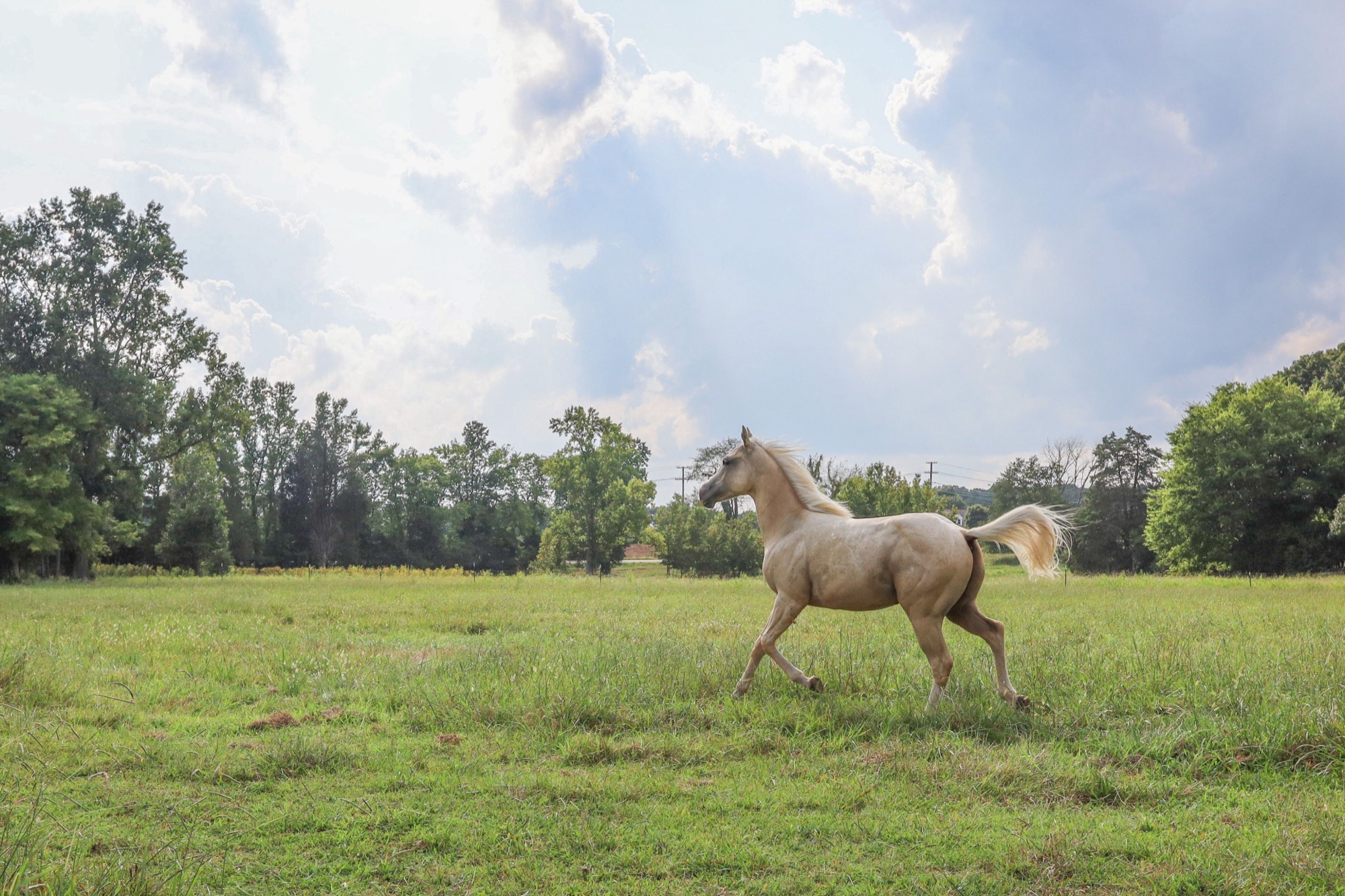 Horse running under a bright sky