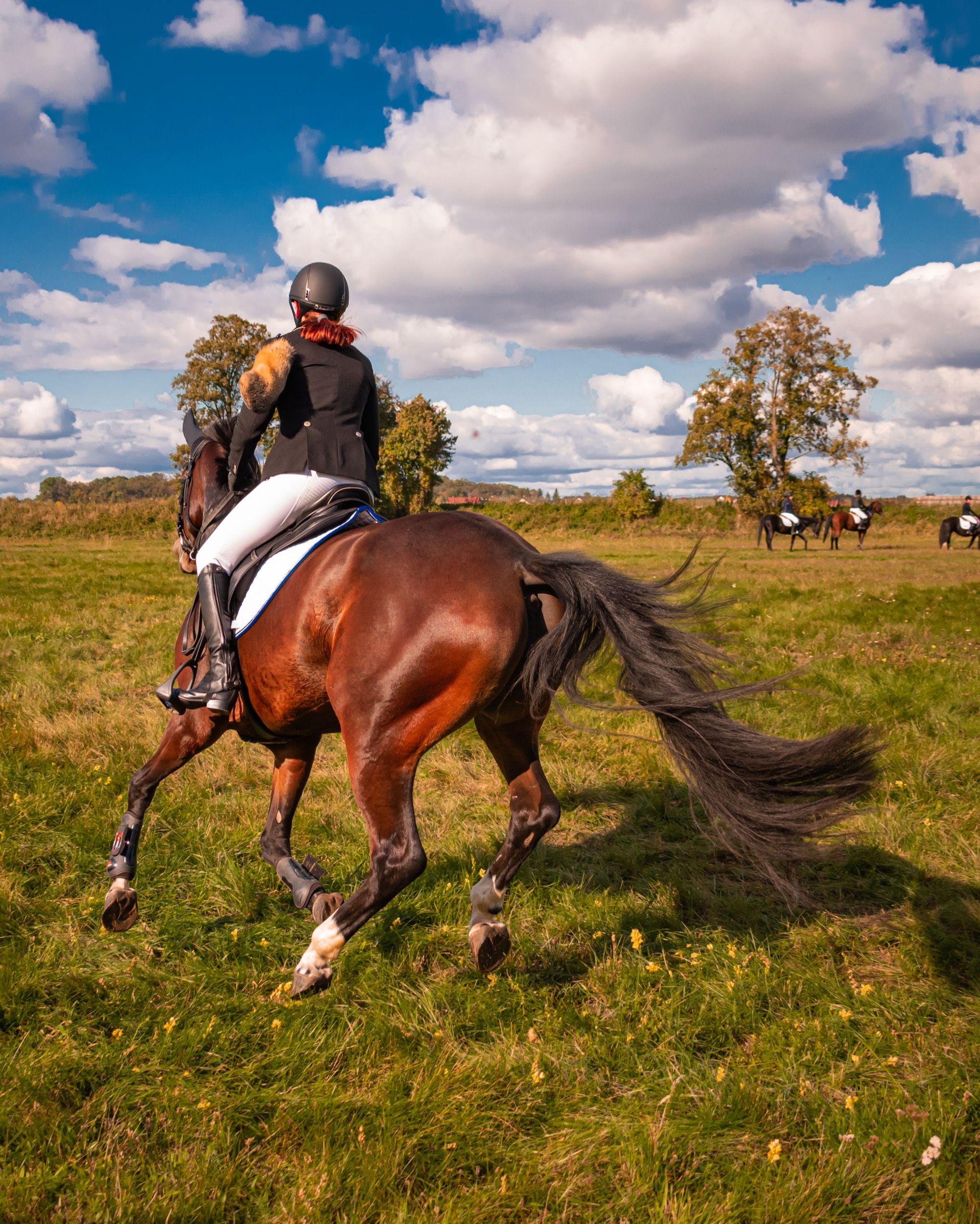 Rider and horse in an open field